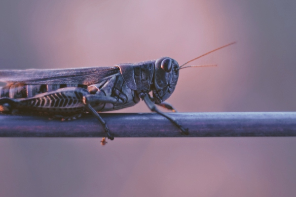 Comer insectos: ¿el futuro del sector agrícola?