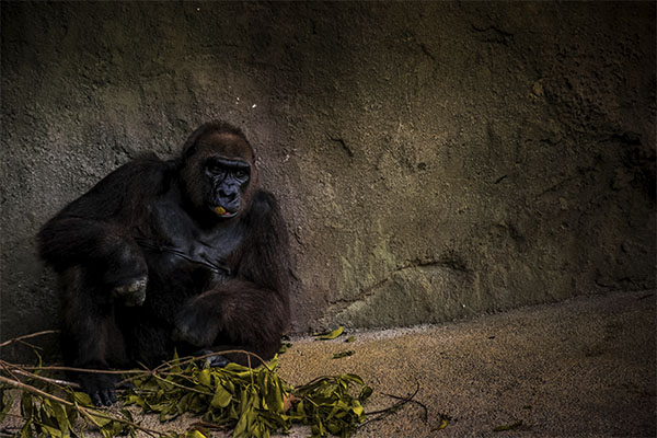 Detectan COVID-19 en gorilas de un zoológico en Estados Unidos