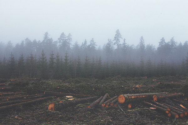 América Latina, África y Asia sufren la mayor deforestación, según el WWF