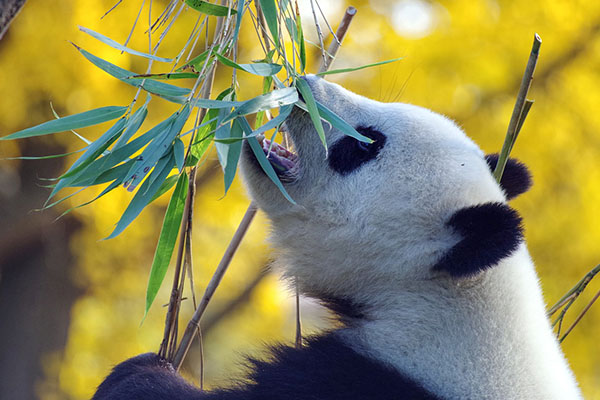 Captan en China imágenes de un raro panda albino