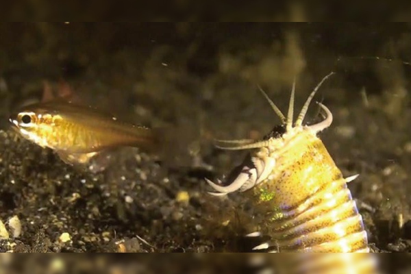Hallan en el mar madrigueras de gigantescos gusanos depredadores