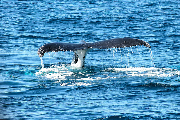 Muertes de ballenas grises en costa norteamericana preocupan a científicos