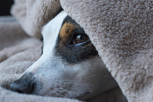 ¿Te escucha tu perro? Los científicos revelan una insólita capacidad en algunos canes