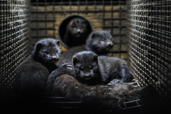 Desarrollar vacunas contra COVID-19 para animales podría controlar mutaciones