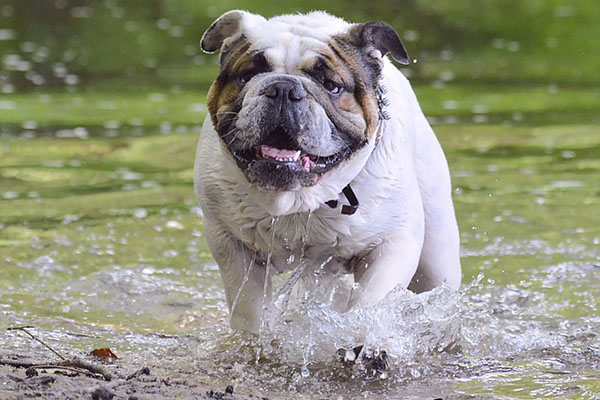 Héroe de cuatro patas: un perro rescata a un niño que estaba a punto de ahogarse