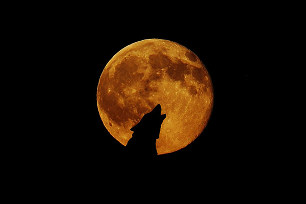 Esta noche, el cielo se iluminará con la Luna de Lobo, primera luna llena del año