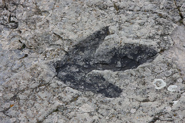 Una niña de 4 años encuentra una valiosa huella de dinosaurio