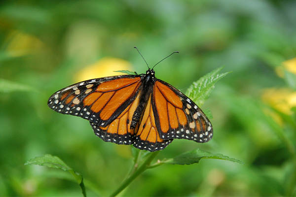 Cerrarán santuarios de mariposas Monarca por COVID-19