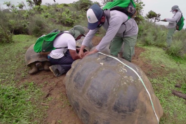 Población de tortugas gigantes se recupera a los pies de un volcán