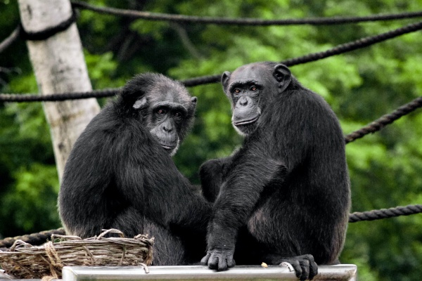 Descubren en chimpancés una bacteria 100% letal que podría transmitirse a los humanos
