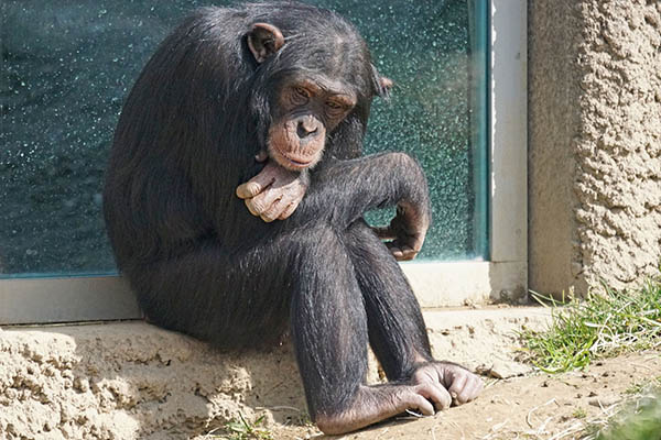 Alertan por una bacteria mortal en chimpancés que podría afectar a los humanos