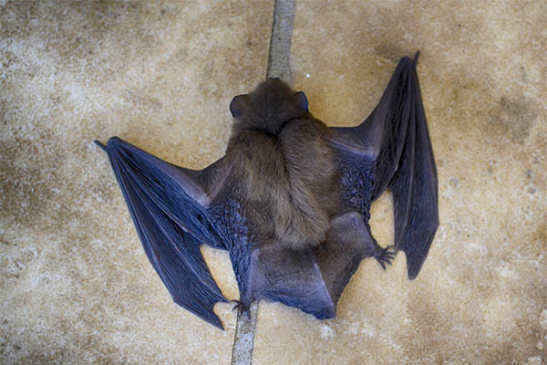 Murciélago vampiro adopta a cría cuya madre murió