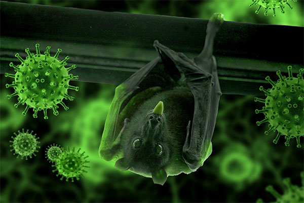 Descubren murciélagos con nuevo coronavirus; podrían ayudar contra el COVID-19