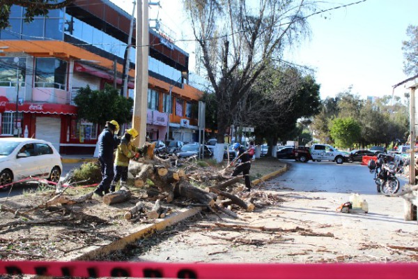 Fuertes vientos provocan caída de árbol sobre un motociclista