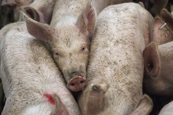 Comienzan ensayos de vacunas para frenar muerte de cerdos por peste porcina africana