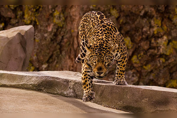 Por un "terrible error", jaguar mata a otro en un zoológico de Florida