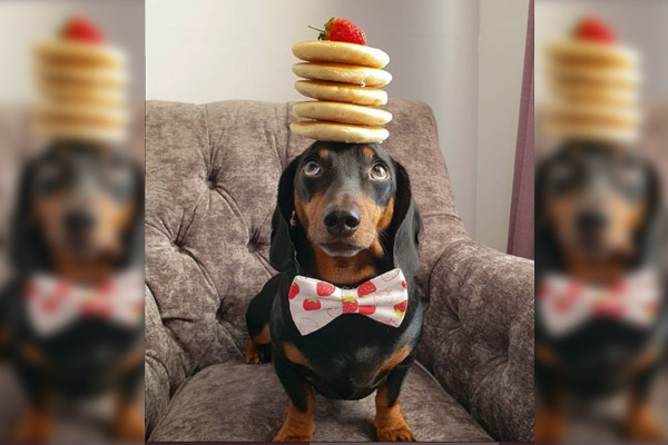 Un perro salchicha muestra por qué es el rey del balanceo