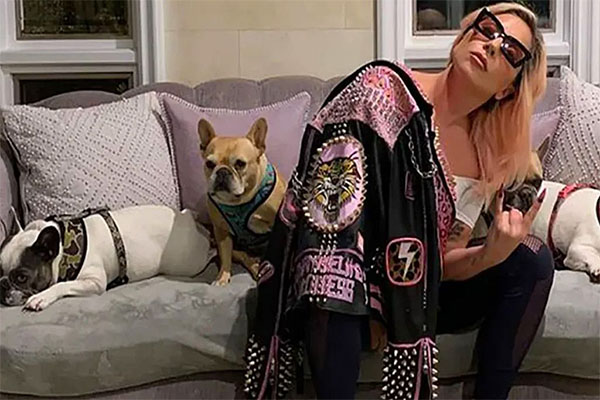 Exhiben el video del violento asalto al paseador de perros de Lady Gaga