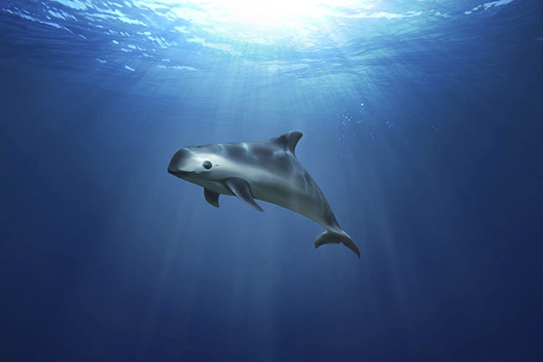 Semarnat pone último clavo al ataúd de la vaquita marina