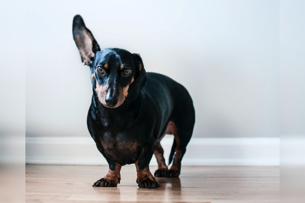Tu perro te habla ¿qué significa el lenguaje corporal de nuestras mascotas?