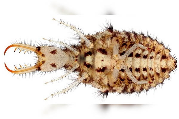 Este insecto puede fingir estar muerto para sobrevivir