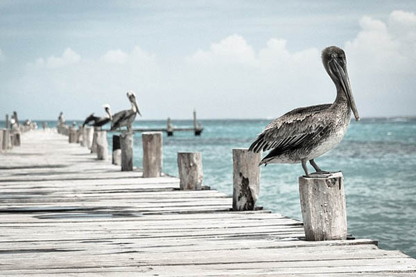 Los animales también aplican distanciamiento social para evitar contagios de virus
