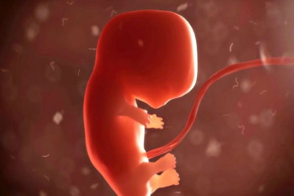 Investigación en embriones, entre el tabú y los dilemas éticos