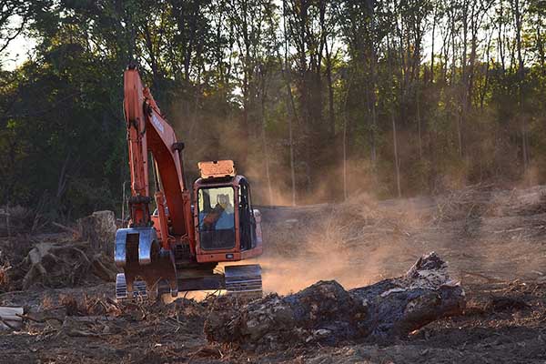 Dos tercios de selvas tropicales han sido destruidos por el humano, revela estudio