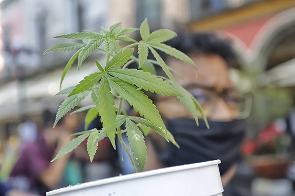 México legaliza la marihuana