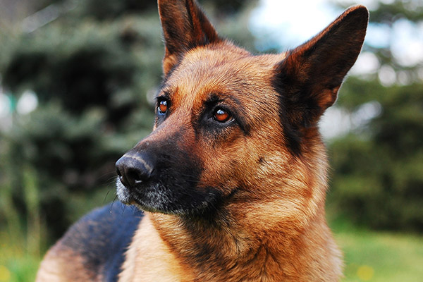 Laboratorio ruso diseña sustancias con olor cadavérico para perros policía