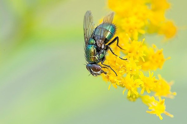 Esto es lo que comió una mosca que vivió hace 47 millones de años
