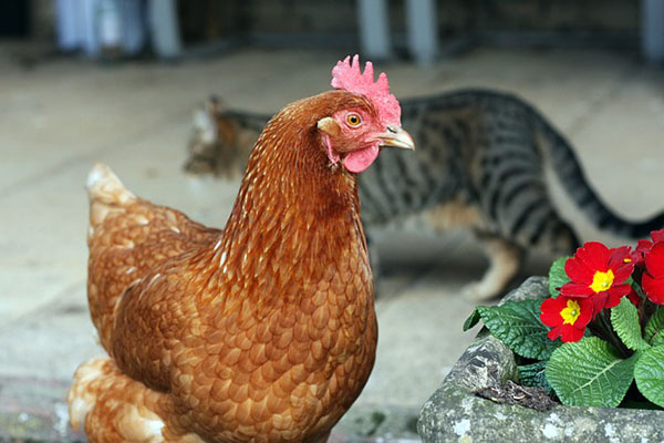 Una gallina se convierte en una madre inusual para unos gatitos