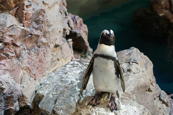 Pingüino salva la vida gracias a una lancha con turistas…