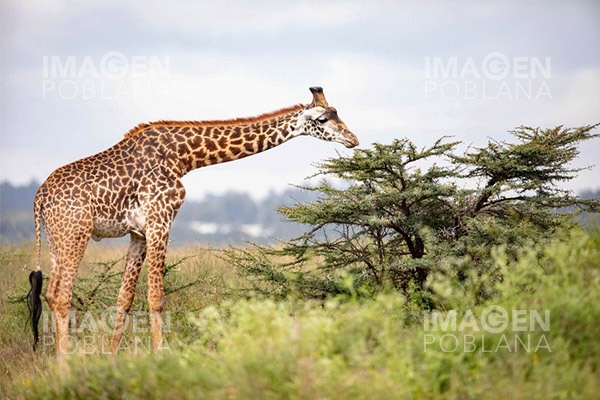 Investigarán elevada mortalidad de jirafas en Kenia
