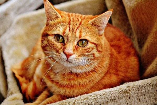 Descubren en Italia el primer contagio de un gato con la cepa inglesa del covid-19