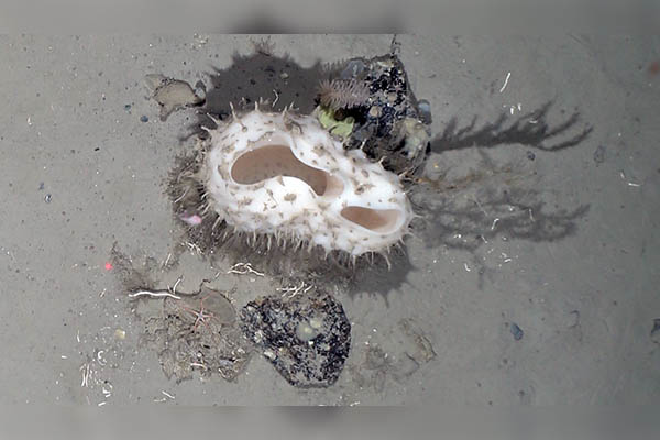 Descubren asombrosa biodiversidad tras el desprendimiento de un iceberg en la Antártida