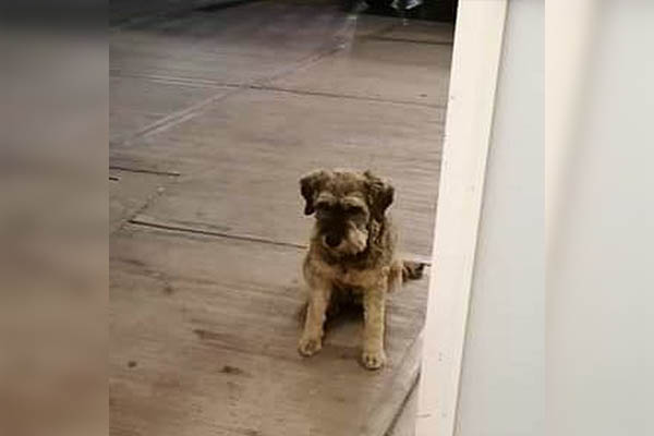 Lealtad a toda prueba: perrito corre tras ambulancia en la que iba su amo
