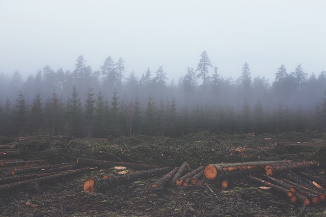 Deforestación y reforestación favorecen enfermedades infecciosas, alertan
