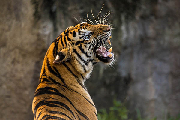 Terror en Nepal: tigre que habría matado a 8 personas escapa rompiendo su jaula de metal