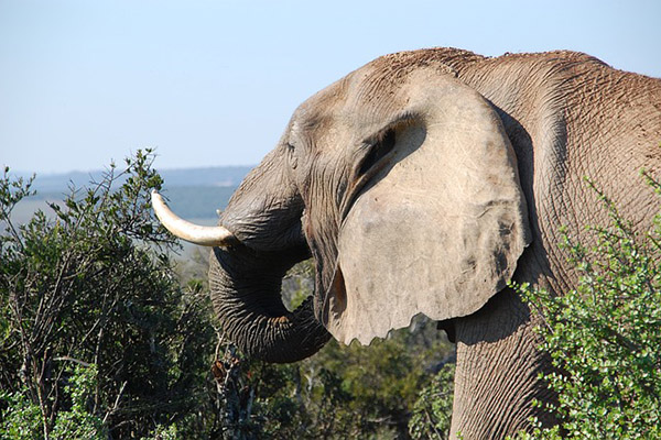 Elefantes africanos de bosque engrosan lista de especies en peligro de extinción
