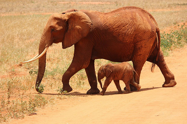 Voraz incendio arrasa reserva en Kenia; animales, los más afectados