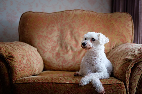 ¿Tu perro tiene restos de lágrimas bajo los ojos? Estas pueden ser las razones