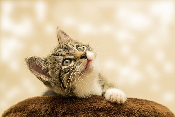 Juegos peligrosos: los rasguños de tu gato te pueden causar esquizofrenia