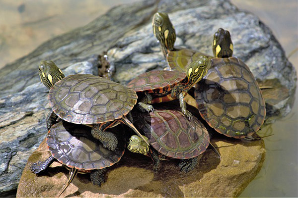 Descubren cientos de crías de tortuga de contrabando en el aeropuerto de Galápagos