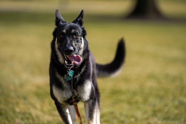 Uno de los perros de Biden vuelve a morder en la Casa Blanca