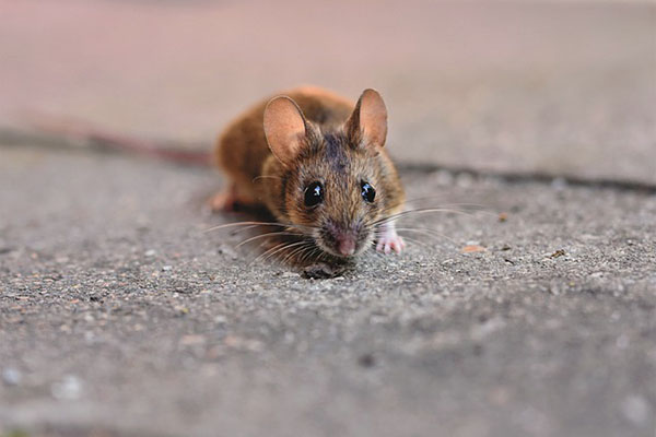 Variantes brasileña y sudafricana de COVID-19 pueden infectar ratones