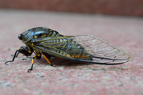 Millones de cigarras invadirán EU esta primavera tras vivir 17 años bajo tierra