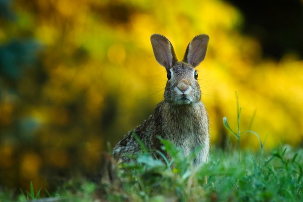 Hasta los conejos pueden contraer el coronavirus, según la FAO