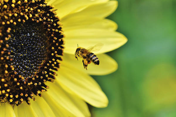 Drones podrían sustituir a las abejas en la polinización de flores