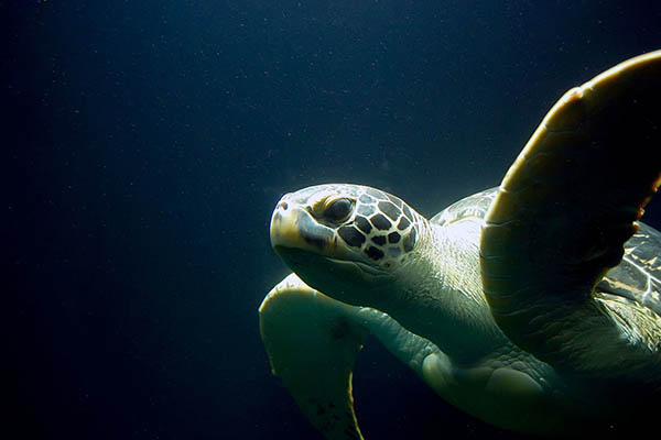 Descubren cómo las tortugas marinas recorren las gélidas aguas del Pacífico hasta México